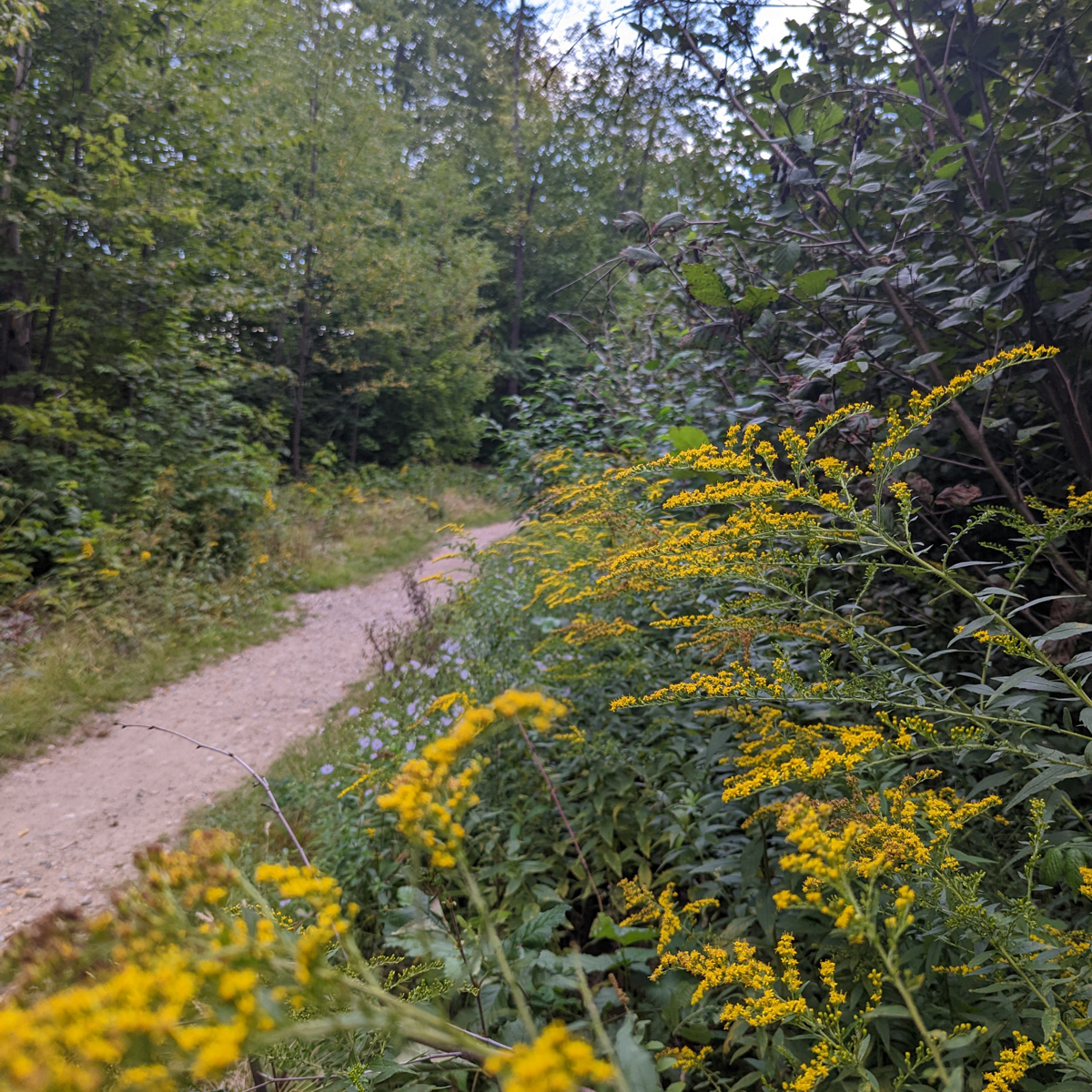 J.E. Henry Trail